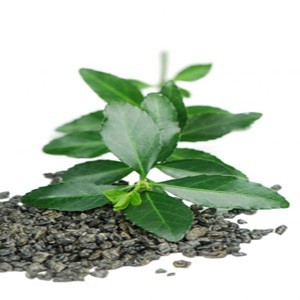 eliquid th&eacute; vert